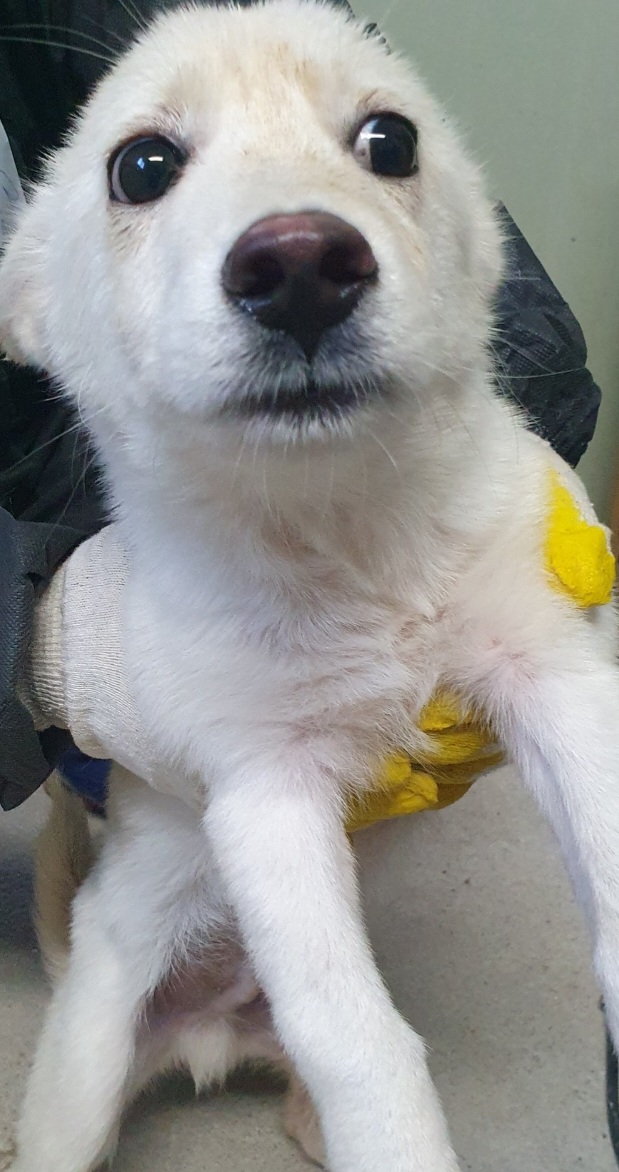 구례군동물보호센터_446487202300204